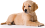 Puppy Match Dog Owners and Dog Owners-To-Be