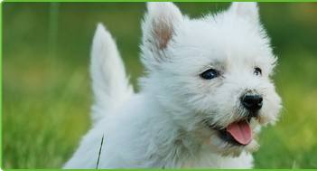 Puppy Match List