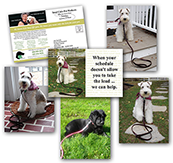 Pet Care - Dog Walking