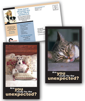 Pet Care - Insurance
